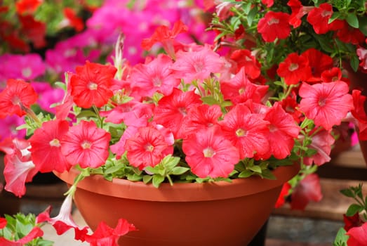 Petunia ,Petunias in the tray,Petunia in the pot, Mixed color petunia, rose shade