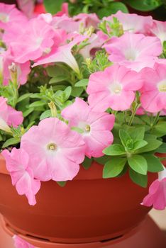 Petunia ,Petunias in the tray,Petunia in the pot, Mixed color petunia, pink shade