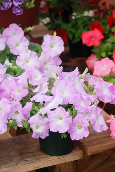 Petunia ,Petunias in the tray,Petunia in the pot, Lilac color petunia 