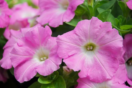 Petunia ,Petunias in the tray,Petunia in the pot, Neon Pink color petunia 