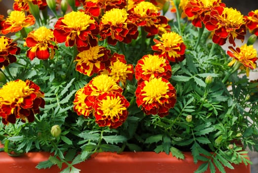 Tagetes patula french marigold in bloom, orange yellow flowers, green leaves, pot plant 