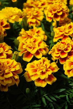 Tagetes patula french marigold in bloom, orange yellow flowers, green leaves, pot plant 