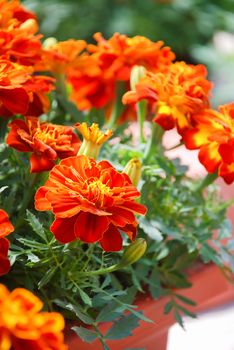 Tagetes patula french marigold in bloom, orange yellow flowers, green leaves, pot plant 