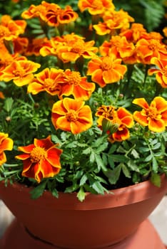 Tagetes patula french marigold in bloom, orange yellow flowers, green leaves, pot plant 