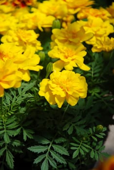 Tagetes patula french marigold in bloom, yellow flowers, green leaves, pot plant 