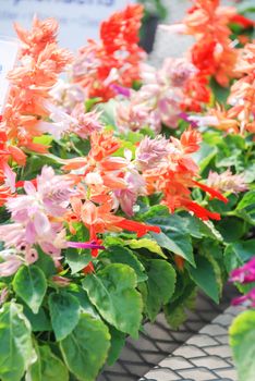 Bicolor Salvia Splendens, Bicolor flower pot plants in the black tray.