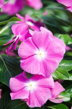 foliage vinca flowers, pink vinca flowers (madagascar periwinkle), potted vinca