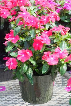 foliage vinca flowers, pink vinca flowers (madagascar periwinkle), potted vinca