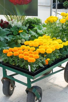 Marigolds Mixed Color (Tagetes erecta, Mexican marigold, Aztec marigold, African marigold), marigold pot plant on wheels. 