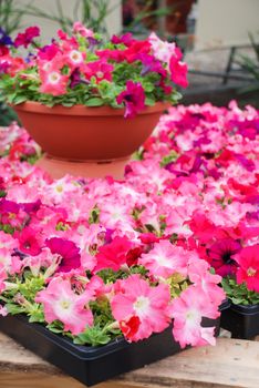 Petunia ,Petunias in the tray,Petunia in the pot, Mixed color petunia, pink and red shade 