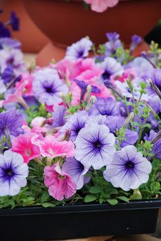 Petunia ,Petunias in the tray,Petunia in the pot, Mixed color petunia, blue and pink shade. 