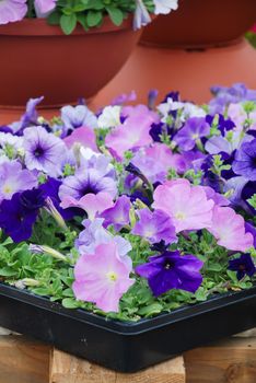 Petunia ,Petunias in the tray,Petunia in the pot, Mixed color petunia, blue shade 