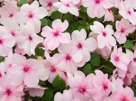 pink impatiens, Busy Lizzie, scientific name Impatiens walleriana flowers also called Balsam, flowerbed of blossoms in pink