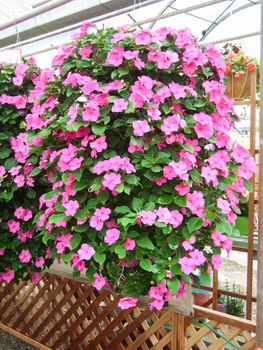 pink impatiens, Busy Lizzie, scientific name Impatiens walleriana flowers also called Balsam, flowerbed of blossoms in pink