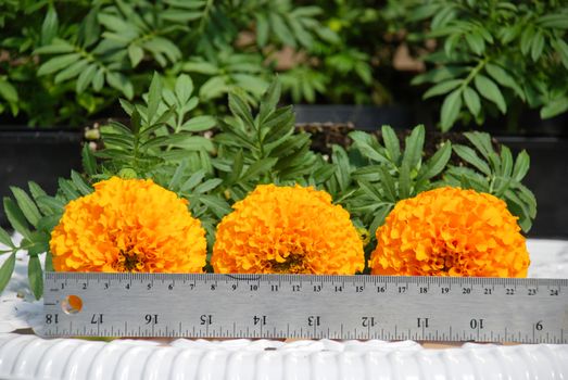 Marigolds Orange Color (Tagetes erecta, Mexican marigold, Aztec marigold, African marigold), marigold pot plant with ruler, flower scale, flower sizing 