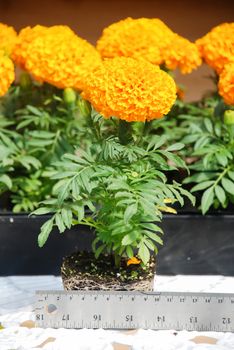 Marigolds Orange Color (Tagetes erecta, Mexican marigold, Aztec marigold, African marigold), marigold pot plant with ruler, flower scale, flower sizing 