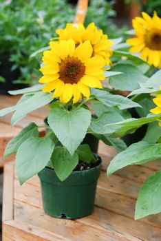 Helianthus annuus, small and potted sunflowers. dwarf helianthus, small flower size