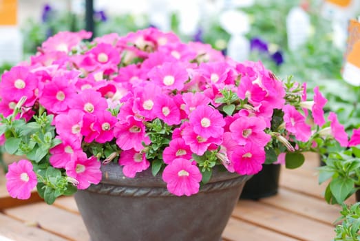 Petunia, Petunia in the pot, pink flower on the table, dwarf petunia