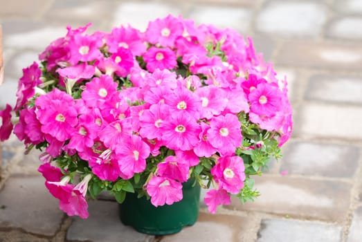 Petunia ,Petunias in the tray,Petunia in the pot, Pink color petunia 