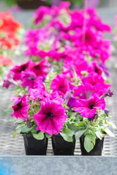 Petunia ,Petunias in the tray,Petunia in the pot, burgundy purple color petunia 