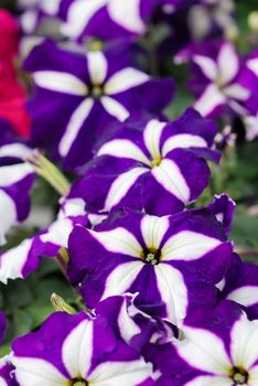 Petunia ,Petunias in the tray,Petunia in the pot, Purple star color