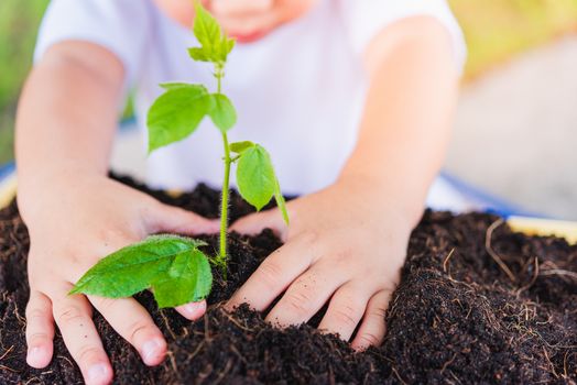 World Environment Day Environment Concept, Hand of Asian cute little cheerful child boy planting young tree on black soil on green garden background