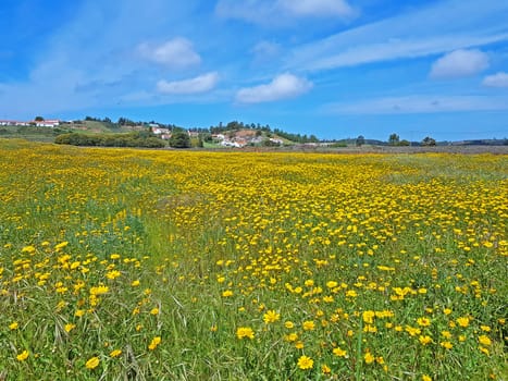 Spring in the countryside from Portugal