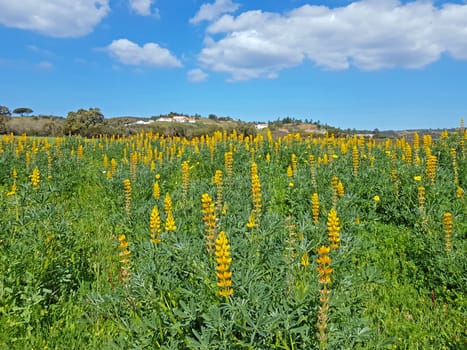 Spring in the countryside from Portugal