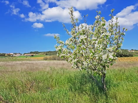 Spring in the countryside from Portugal