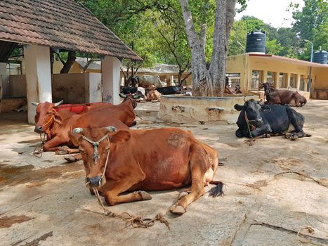 Cows in the Ramana Maharshi ashram in Tiruvanamalai India