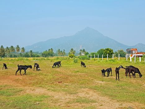 The holy mountain Arunachala in Tiruvanamalai Tamil Nadu India
