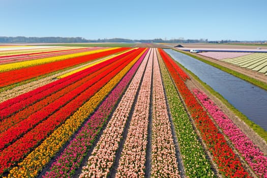 Aerial from blossoming tulip fields in the Netherlands