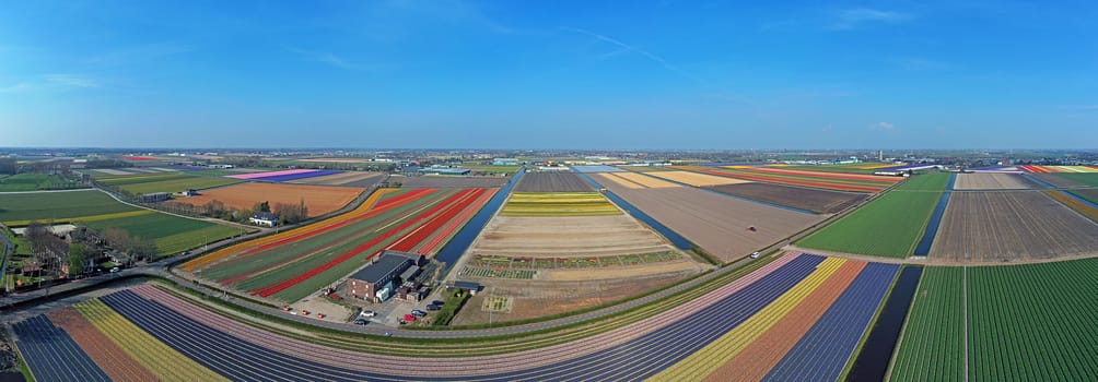 Aerial panorama from tulip fields in spring in the Netherlands