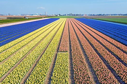 Aerial from blossoming hyacinth fields in the Netherlands