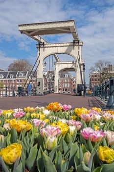 Spring at the Tiny bridge in Amsterdam the Netherlands with blossoming tulips