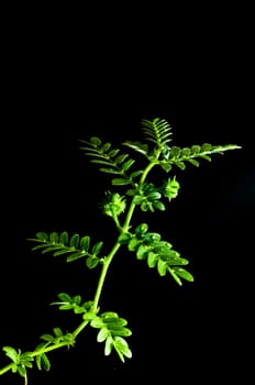 small caltrops weed and leaves, isolated freshness plant on black background