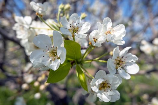 Cherry blossom in springtime in Portugal