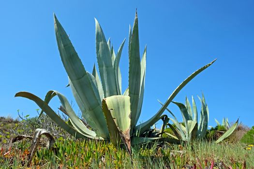 Aloe plant in the fields from Alentejo in Portugal