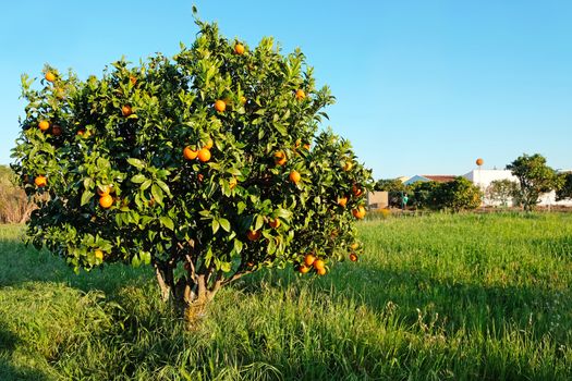 Orange tree in the countryside from Portugal