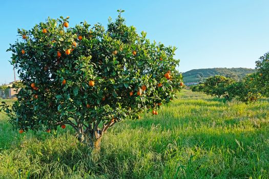 Orange trees in the countryside from Portugal