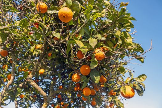 Orange tree in the countryside from Portugal