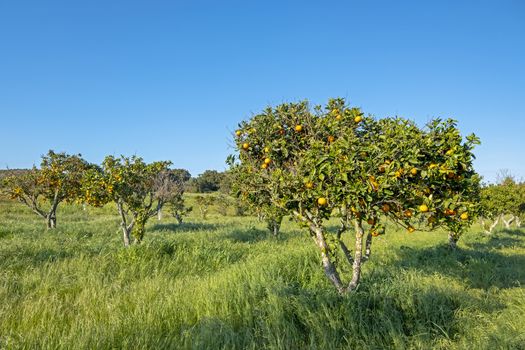 Orange trees in the countryside from Portugal