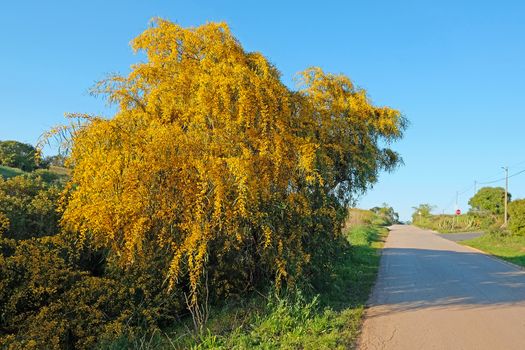 Blossoming mimosa tree along a country road in Portugal