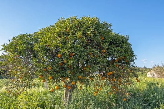 Orange tree in the countryside from Portugal