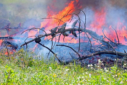 Fire in the forest in Portugal