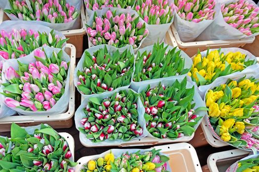 Blossoming tulips for sale in Amsterdam the Netherlands