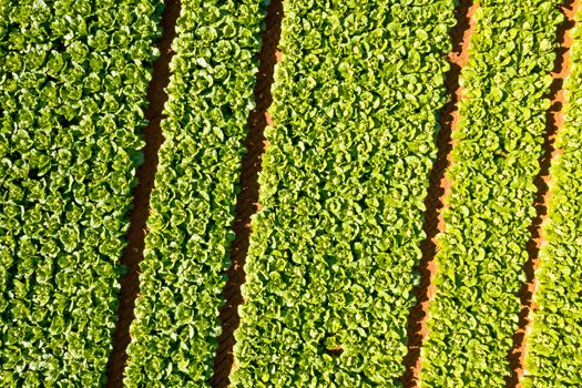 Aerial top shot from lettuce in the fields from Portugal