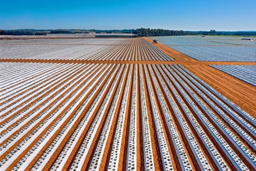 Aerial from strawberry plants in the countryside from Portugal
