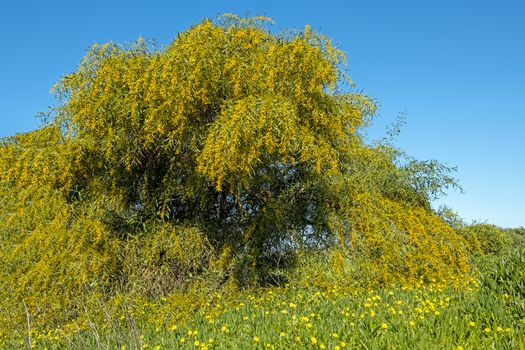 Blossoming mimosa tree against a blue sky in Portugal