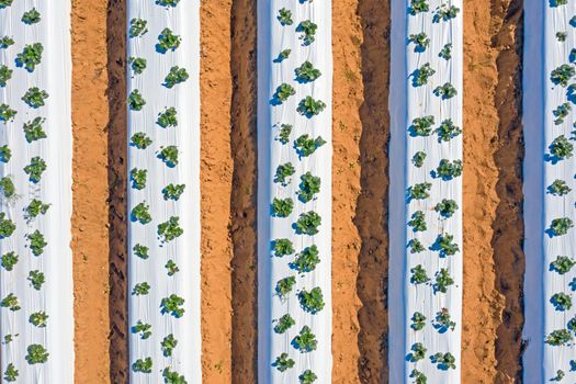 Aerial top shot from strawberry plants in the countryside from Portugal